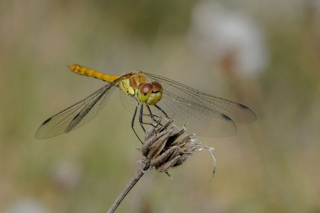 Symprtrum striolatum? S, maschio immaturo